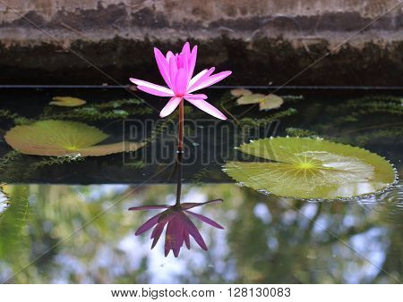 A single pink waterlily and its reflection in a pond inside a Buddhist temple