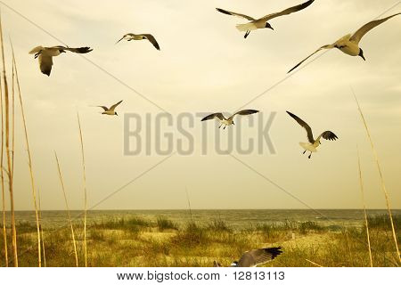 Meeuwen vliegen over strand.