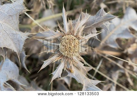 Dead coast thistle plant close up photo