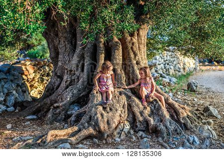 Little Twin Girls are sitting and ancient old olive tree. Children are enjoying big and old ancient olive tree in the olive garden in Mediterranean - Croatia - island Pag.