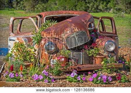 ALBANY, AUSTRALIA - MARCH 30, 2016: A rusty Austin A40 motor car in its final resting place among flowers just outside the town of Albany, in Western Australia.