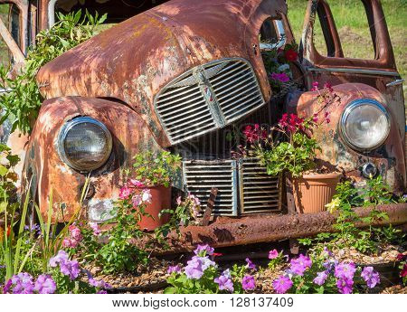 ALBANY, AUSTRALIA - MARCH 30, 2016: A rusty Austin A40 motor car in its final resting place among flowers just outside the town of Albany, in Western Australia.