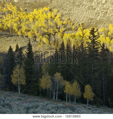Krajina s Aspen stromy v podzimní barevné listí v Utahu.