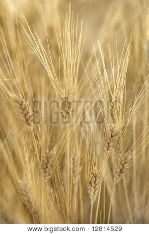 Campo di piante di grano in Toscana, Italia.