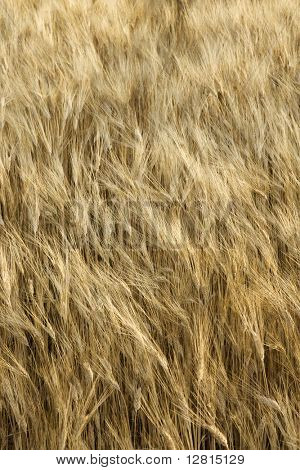 Campo di piante di grano in Toscana, Italia.