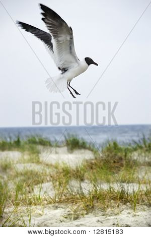 Seagull landing op het strand.