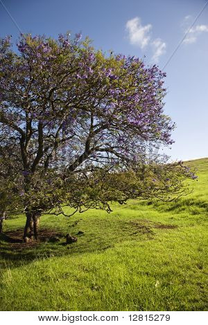 Strom Jacaranda kvetoucí fialové květy v oblasti zelené trávy v Maui, Havaj.