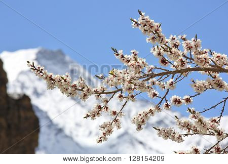Apricot blossom in Himalayas 