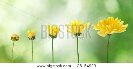 Yellow flowers on blurred green nature background, stages of growth concept