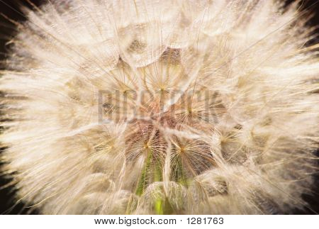 Weeds12