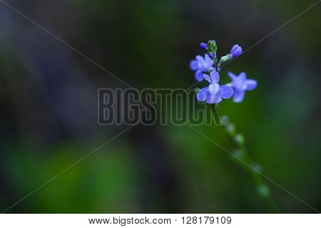 Closeup photo of Blue Toadflax flower 