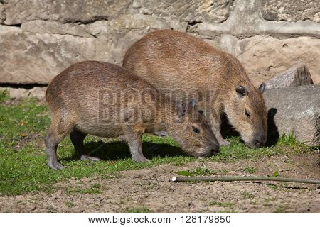 Capybara (Hydrochoerus hydrochaeris). Wild life animal. 