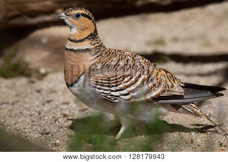 Pin-tailed sandgrouse (Pterocles alchata). Wild life animal. 
