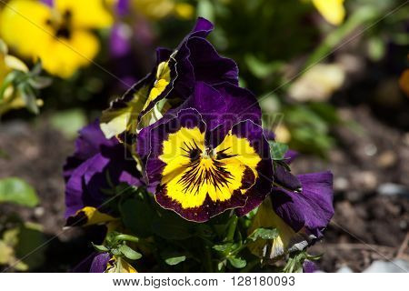 Garden pansy (Viola tricolor var. hortensis).