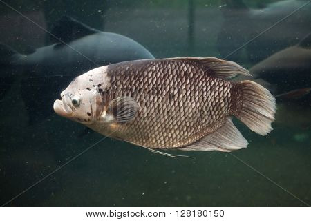 Giant gourami (Osphronemus goramy). Wild life animal. 
