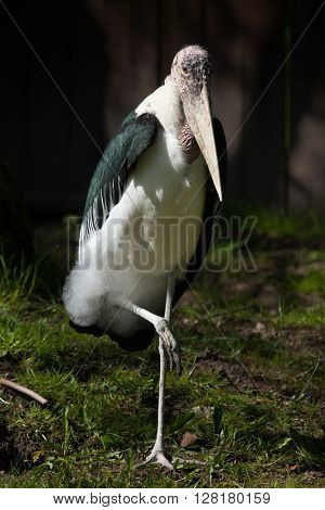 Marabou stork (Leptoptilos crumenifer). Wild life animal. 