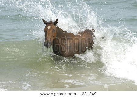 Assateague divoký poník