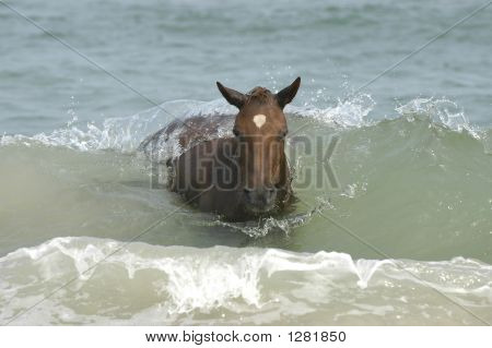 Assateague divoký poník