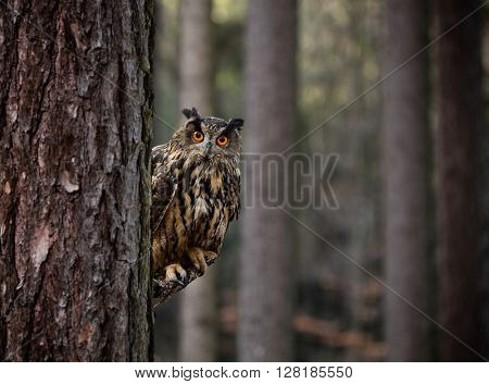 Eurasian Eagle Owl, close-up.