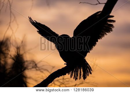 Portrait of a Tawny Owl (strix aluco) sitting on betula pendula branch