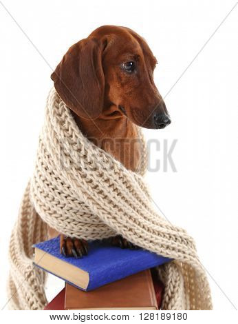 Dachshund in a scarf on the stack of books isolated on white.