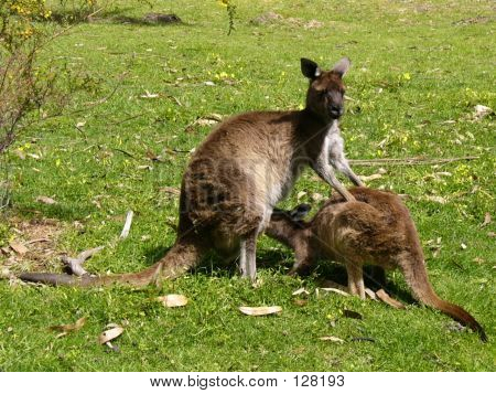 피드에 대 한 시간