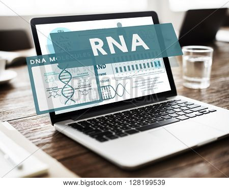 RNA Ribonucleic Physical Molecule Evolution Concept