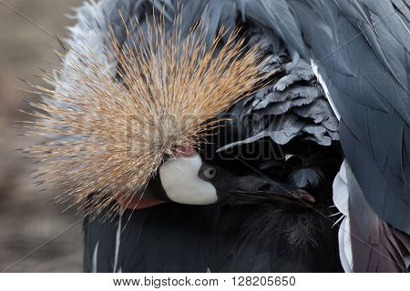 Grey crowned crane (Balearica regulorum). Wild life animal. 
