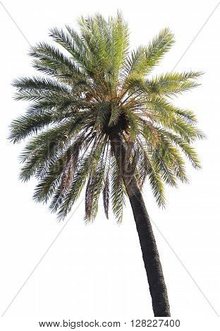 Treetop of a palm tree isolated on white background.