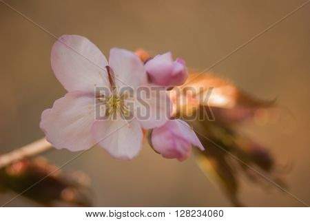 Cherry blossom or  Sakura flower with warm background.
** Note: Shallow depth of field
