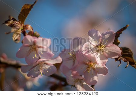 Cherry blossom or  Sakura flower with blue sky.
** Note: Soft Focus at 100%, best at smaller sizes