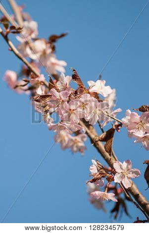 Cherry blossom or  Sakura flower with blue sky.
** Note: Shallow depth of field
