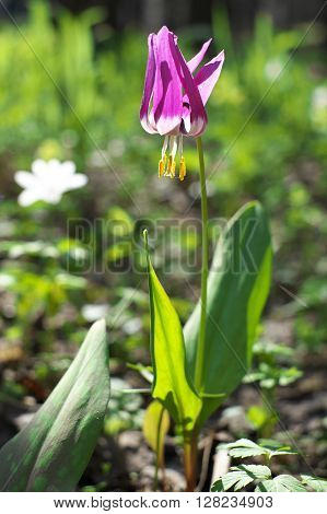 Many purple flowers in spring green forest.
