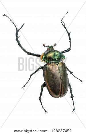 Long horn beetle (Cerambycidae giant). Isolated on a white background
