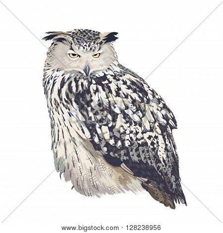 Eagle ow (bubo bubo) isolated on white background
