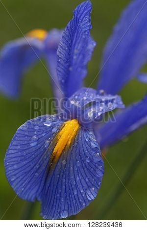 Dutch iris (Iris xiphium). Called Spanish iris also. Another scientific names are Iris lusitanica and Iris x hollandica. Close up image of blue flower with petals covered with water droplets
** Note: Visible grain at 100%, best at smaller sizes