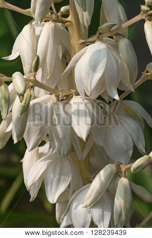 Common yucca (Yucca filamentosa). Called Adam's needle Spanish bayonet Bear-grass Needle-palm Silk-grass and Spoon-leaf yucca also. Image of multiple flowers
** Note: Soft Focus at 100%, best at smaller sizes