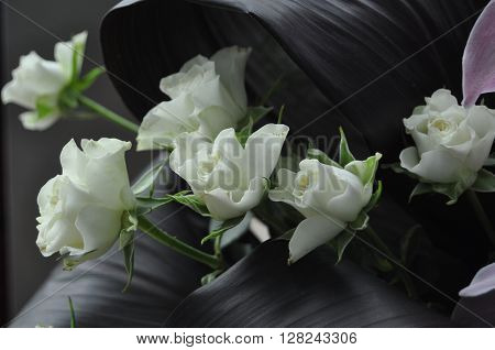 White Rose - symbolizes fidelity and probity
