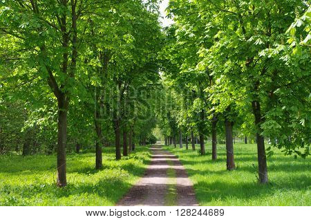 Photo of public park for jogging, wandering, trekking