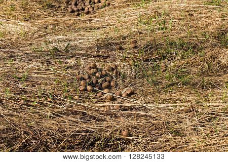Dung moose on the grass in the forest.