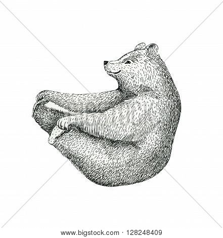 Hand drawn illustration of fun a bear isolated on vintage background. Print posture of morning practice pranayama asana pose yoga. Spirit graphic character. Workout sport