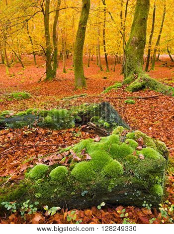 Golden tones accentuated by the low autumn sun - an idyllic location for walking and cycling