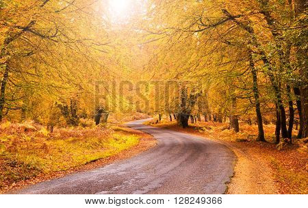 Golden tones accentuated by the low autumn sun - an idyllic location for walking and cycling