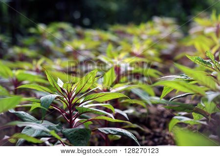 green plants with red veins under sunshine