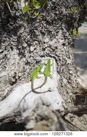 Green lizard - Green lizard with a long tail standing on a piece of wood