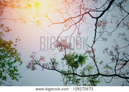 Pink flower tree is blooming in summer in pastel filter on clear sky day/Pink flower tree in summer