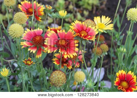 Group of blanket flowers gaillardia and seed heads in a garden in Peru