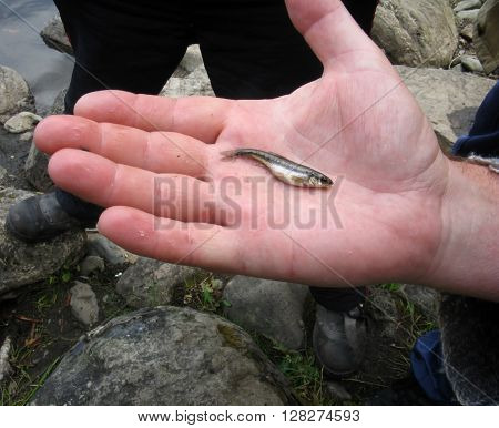 Whitebait on man hand at cloudy day