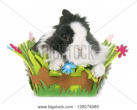 dwarf rabbit in front of white background