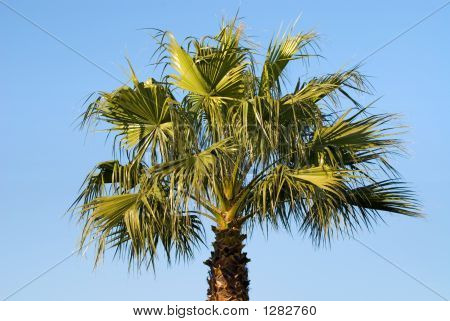 ナツメヤシの木